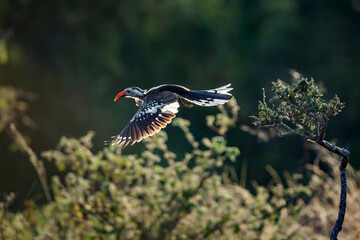 Southern Red billed Hornbill flying in backlit in Kruger National park, South Africa ; Specie...
