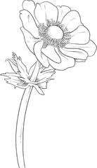 Anemone flower hand drawn