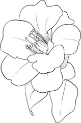 Camellia flower hand drawn