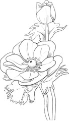 Anemone flowers hand drawn
