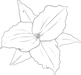 Trillium flower hand drawn