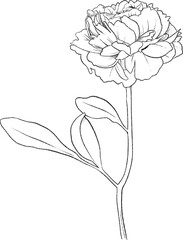 Peony flower hand drawn