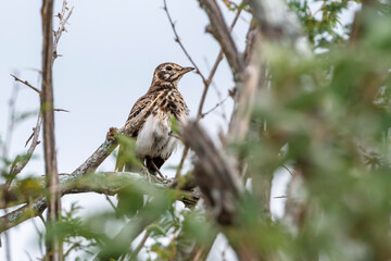 Groundscraper Thrush standing in bush in Kruger National park, South Africa ; Specie Turdus litsitsirupa family of  Turdidae