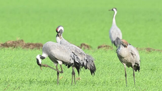 Common Cranes or Eurasian Cranes (Grus Grus) feeding and resting in a field around the moors of near Diepholz in Lower Saxony in Germany during the autumn migration.
