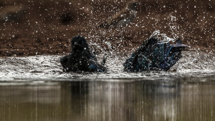 Two Cape Glossy Starling bathing in waterhole in Kruger National park, South Africa ; Specie...