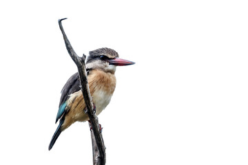 Brown-hooded Kingfisher standing on a branch isolated in white background in Kruger National park, South Africa ; Specie Halcyon albiventris family of Alcedinidae