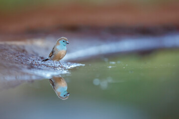 Blue-breasted Cordonbleu drinking early morning in Kruger National park, South Africa ; Specie Uraeginthus angolensis family of Estrildidae