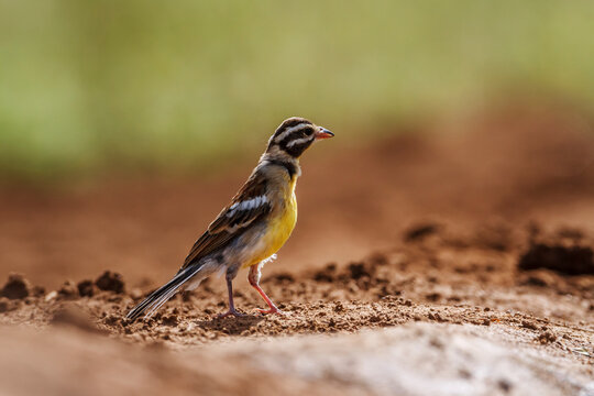 African Golden breasted Bunting on the ground isolated in natural background in Kruger National park, South Africa ; Specie Fringillaria flaviventris family of Emberizidae
