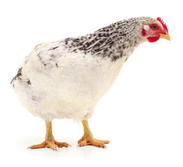 white hen isolated.
