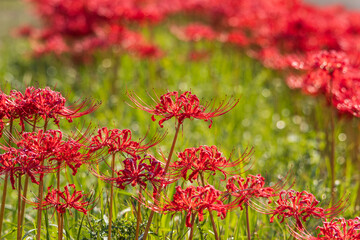 畦に咲く彼岸花
