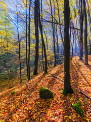 forest nature scenery on a dry sunny morning. scenic fall season in carpathian woods. brown foliage on the ground