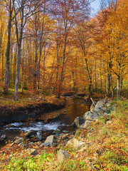 landscape with water stream in the forest. foliage on the trees in fall colors. stones among the brook. calmness and tranquility in nature. warm autumn scenery in morning light
