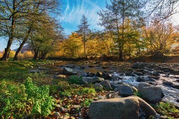 autumnal landscape with water stream through forested valley. trees in fall colors in warm morning light. stones on the grassy shore and in the brook. wide and low angle view