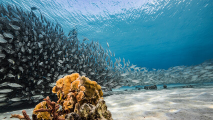 Naklejka na ściany i meble Schooling fish, Big Eye Scad fish in the shallows of the Caribbean Sea