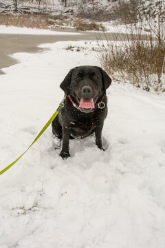 With a black labrador on a winter walk