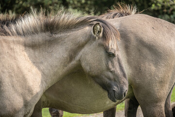 Polish konik horses in the Manteling van Walcheren, Netherlands © Peter J. Traub
