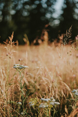 grass in the forest