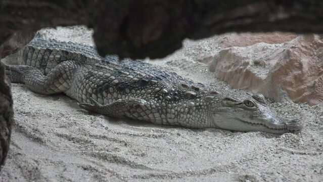 Nile Crocodile Baby, Alligator Swimming in Water, Crocodylus Niloticus