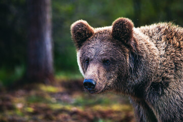 Fototapeta premium brown bear in the woods