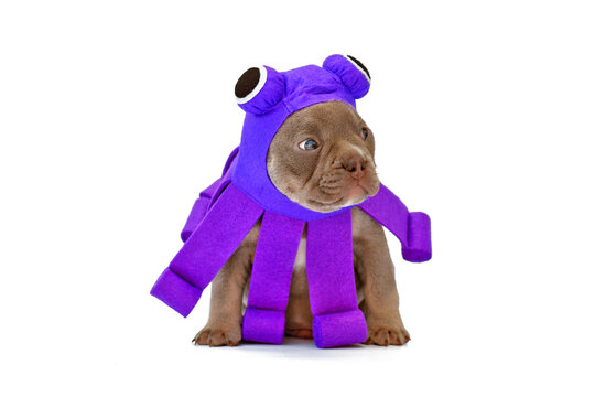 Funny French Bulldog puppy wearing purple Halloween octopus dog costume on white background
