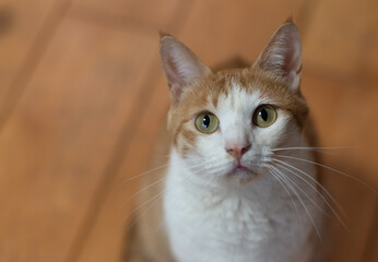 じっと見つめる猫　茶トラ白