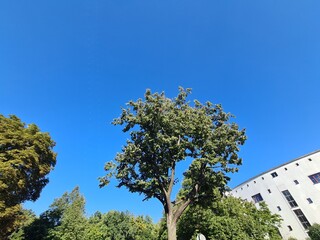 a backyard with blue sky, trees and a block of flats in rostock lichtenhagen