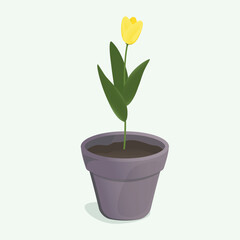 Tulip in a pot.