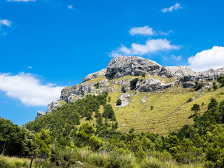 Fototapeta na wymiar Grassy mountain near green trees