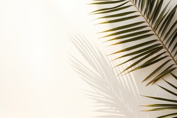 Shadow of palm leaf on white wall, empty space. Transparent PNG. Generative AI