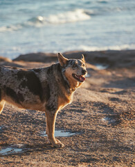 dog at the beach