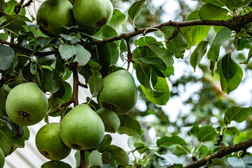 A branch of ripe pears on a tree in a summer garden.