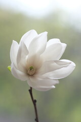 The white magnolia flower is open to the wind.