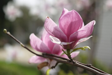 Two purple magnolia flowers grow on the same branch.