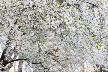 Blossoming Almond Tree in Full Bloom