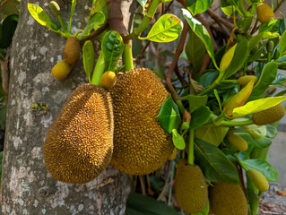 Young jackfruit bears fruit on the tree profusely