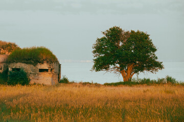 pillbox and a tree