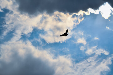 bird in the sky