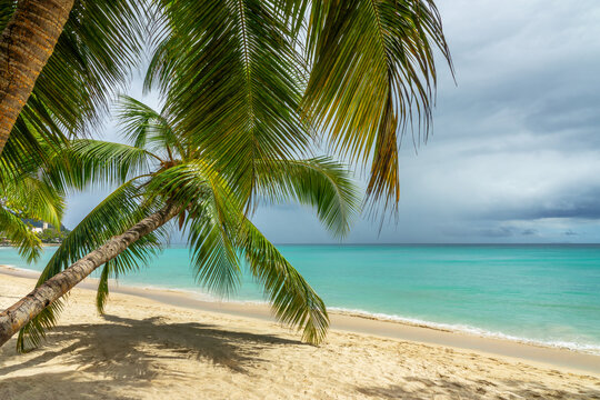 Coconut palm tree on the tropical perfect sand beach of Beau Vallon in Mahé island, Seychelles