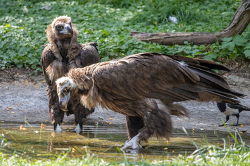 Couple of Cinereous vulture, aegypius monachus