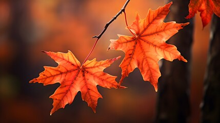 Obraz premium Vibrant Autumn Beauty: Captivating Maple Leaves in a Stunning Photo