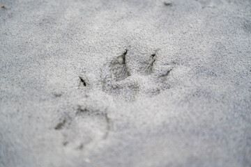 Pfotenabdruck eines Hundes im Sand