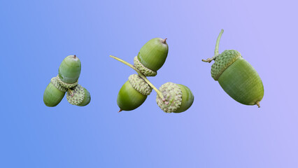 a set of acorns on a simple background, photo