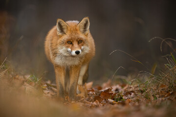 Red fox, vulpes vulpes, looking to the camera on leaves in autumn nature. Orange mammal approaching in forest in fall. Furry predator watching on foliage.