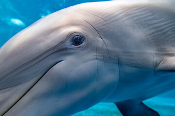 dolphin close up portrait underwater while looking at you