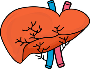 Vector Illustration Of Liver Aorta.