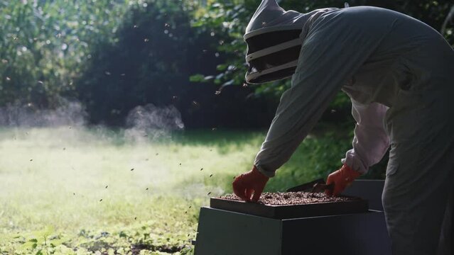 Honey bee inspection by a beekeeper wearing a beekeeping suit, bees hive