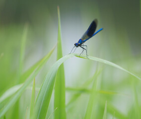 Gebänderte Prachtlibelle (Calopteryx splendens) 