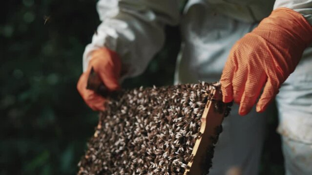 Honey bee inspection by a beekeeper wearing a beekeeping suit, bees hive