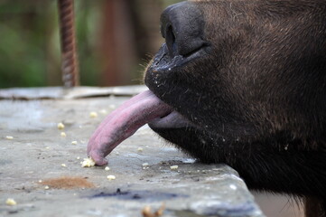 Fototapeta na wymiar Closeup of big hungry caged brown bear reaching out with its tongue for bread crumbs