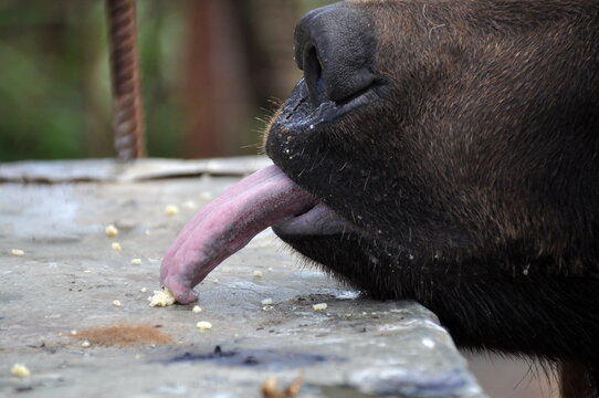 Closeup of big hungry caged brown bear reaching out with its tongue for bread crumbs